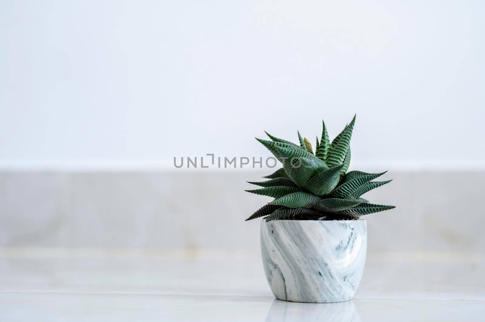 Haworthia limifolia Marloth A tree used for decoration in a house on a white background by sarayut_thaneerat