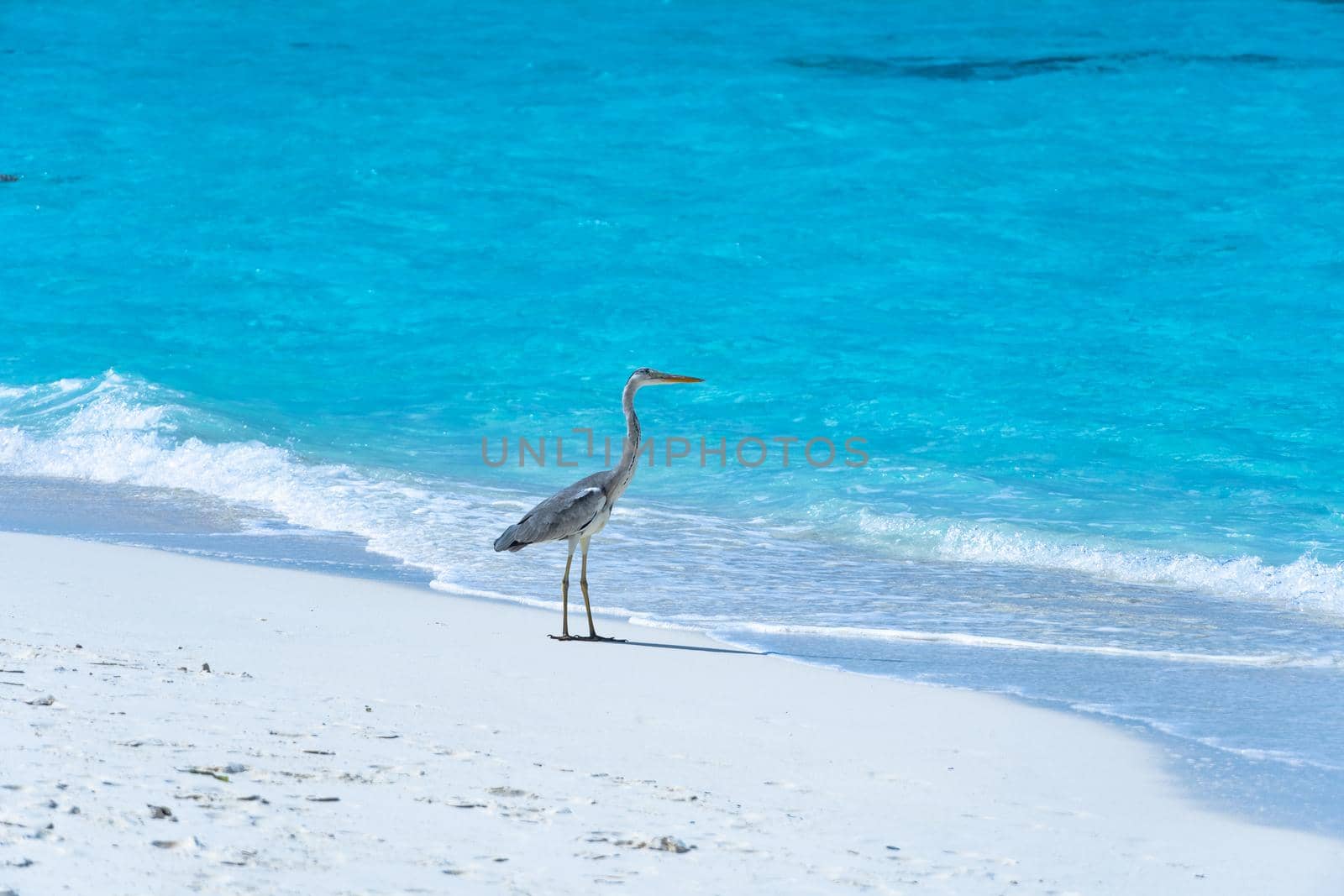 A close-up of a beautiful heron on a tropical beach. Impressive image for any use.