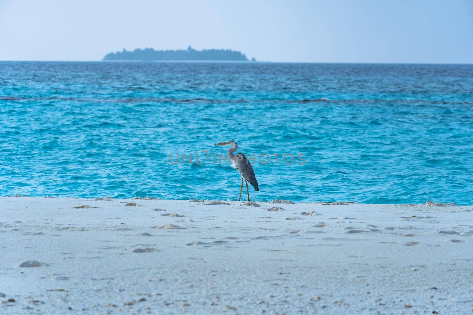 Close-up of a beautiful heron on a tropical beach. Impressive image for any use. by silentstock639