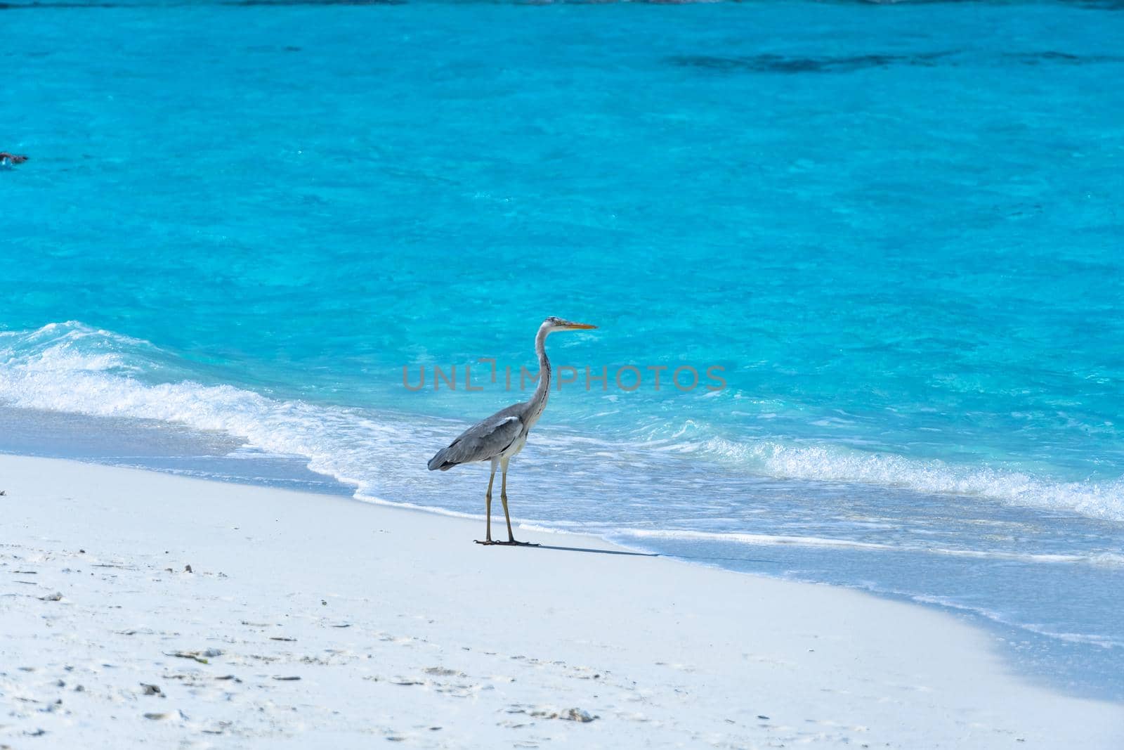 Close-up of a beautiful heron on a tropical beach. Impressive image for any use. by silentstock639