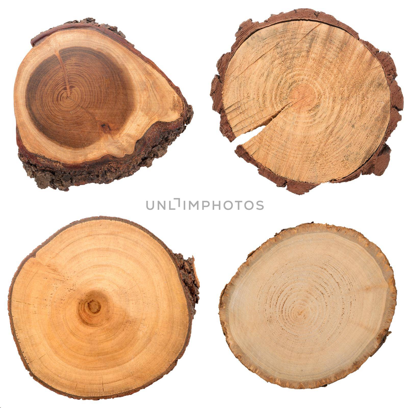 Wood log slices cutted tree trunk isolated on white, top view.