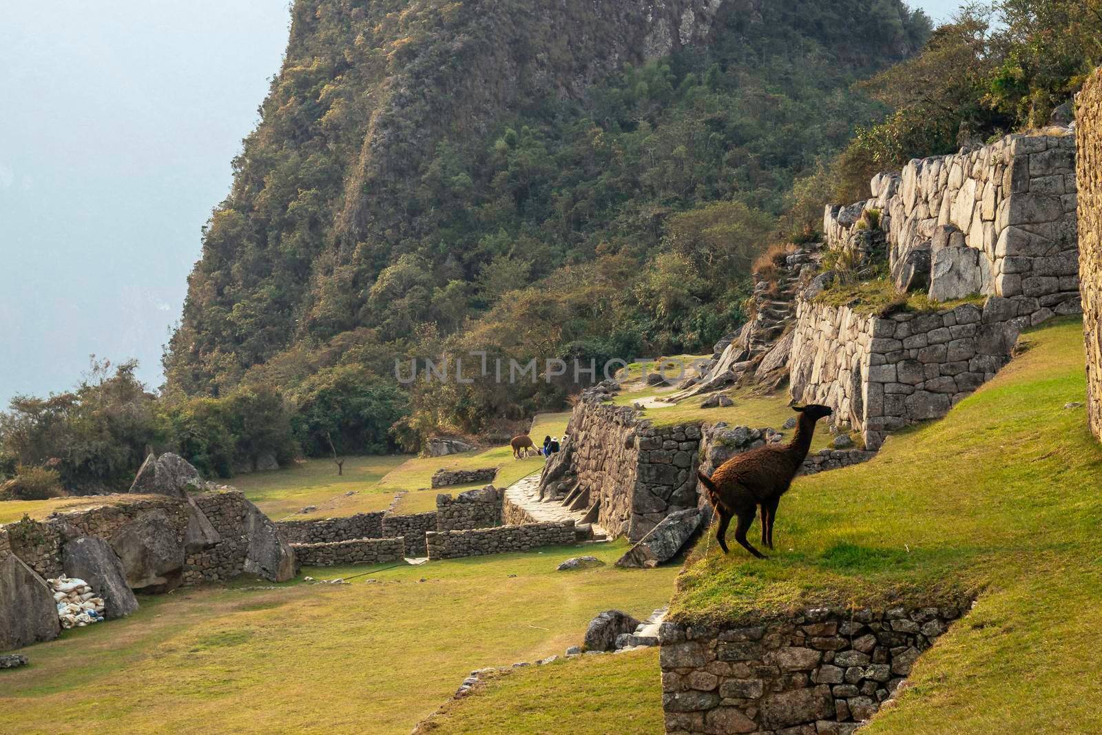 Funny llama urinating in the ruins of the lost city of Machu-Picchu.