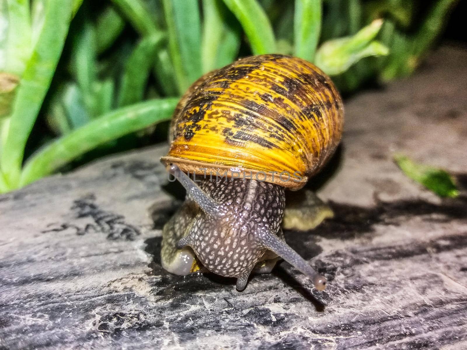 Snail moving slowly on the surface of a bench. macro. nature close-up images