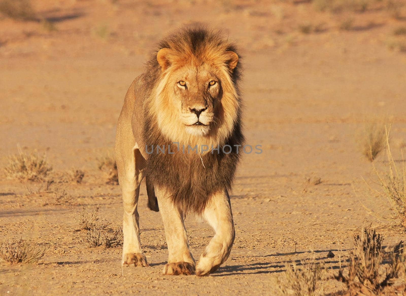 Magical  places in Kalahari wildlife  Pictures