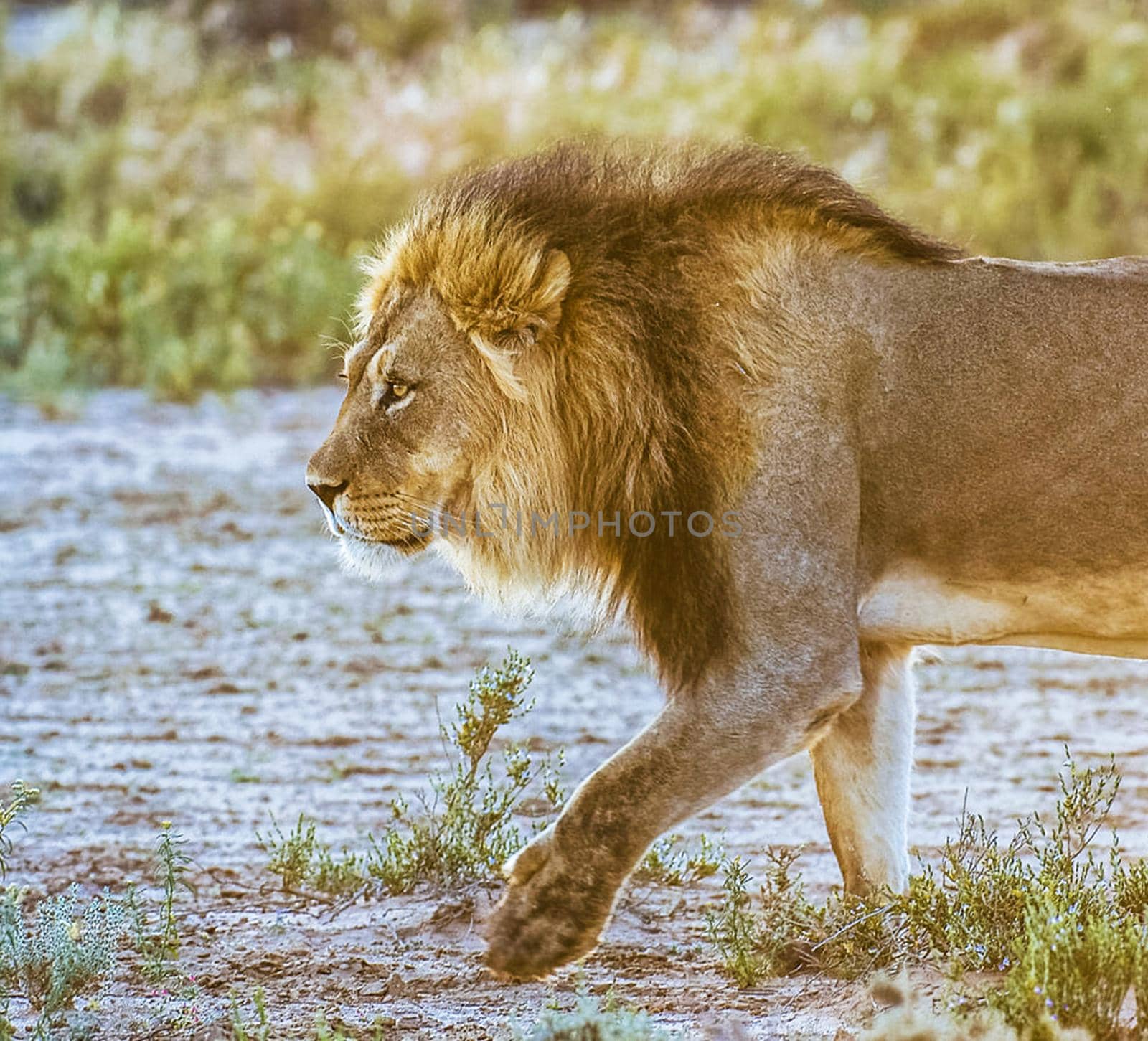 Magical  places in Kalahari wildlife  Pictures