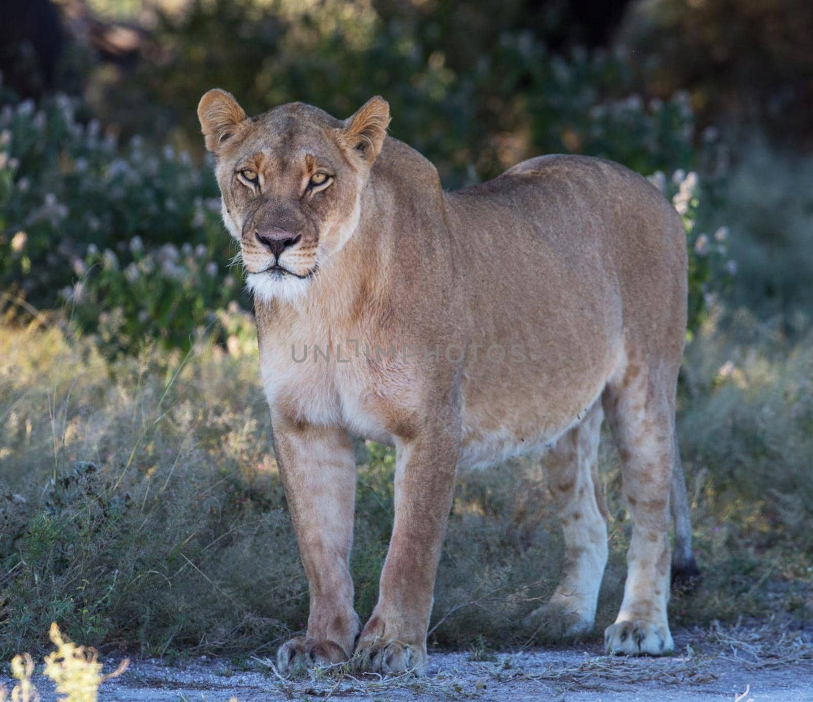 Magical  places in Kalahari wildlife  Pictures