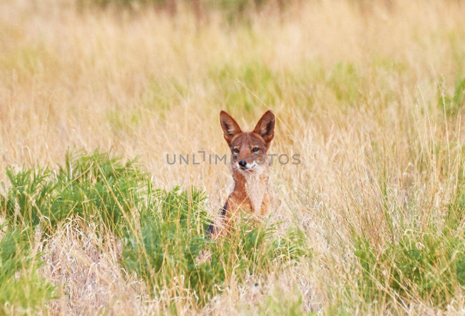 Magical  places in Kalahari wildlife  Pictures