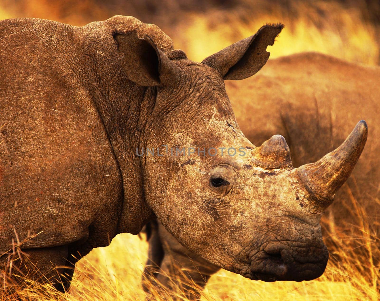 Magical  places in Kalahari wildlife  Pictures