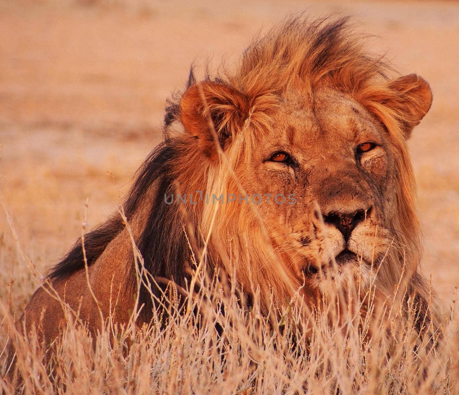 Magical  places in Kalahari wildlife  Pictures