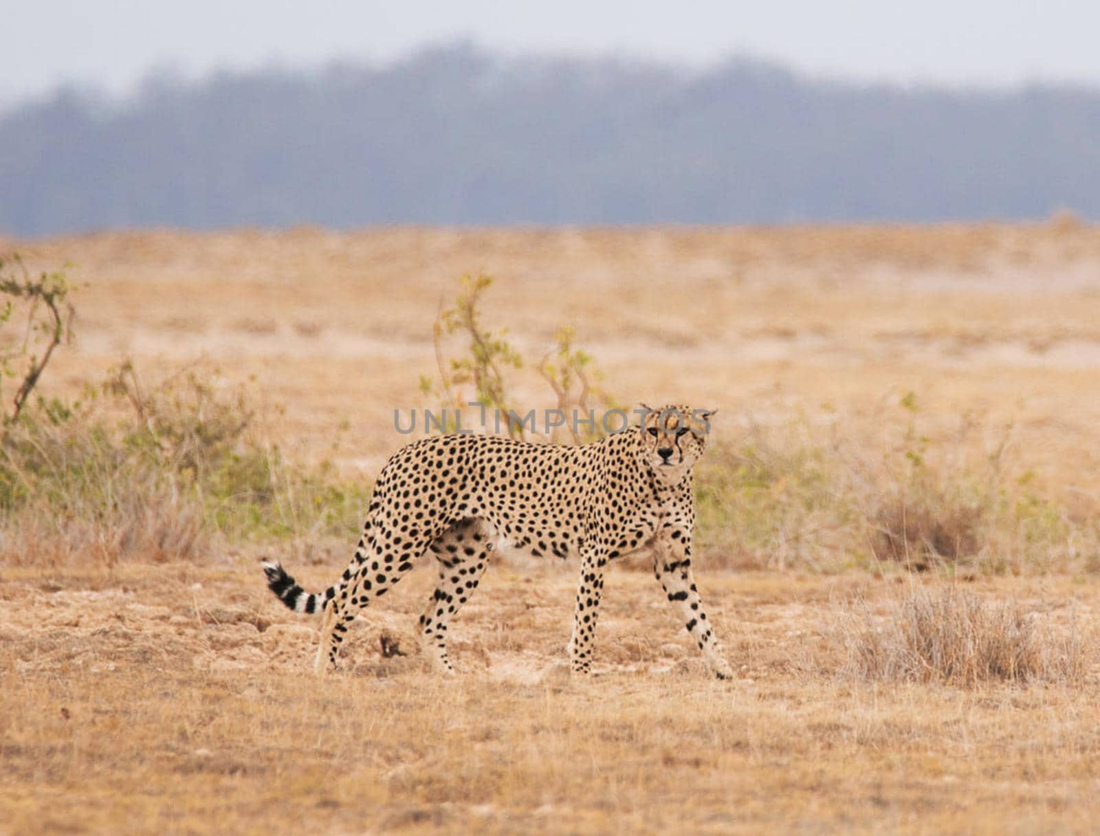 Magical  places in Kalahari wildlife  Pictures