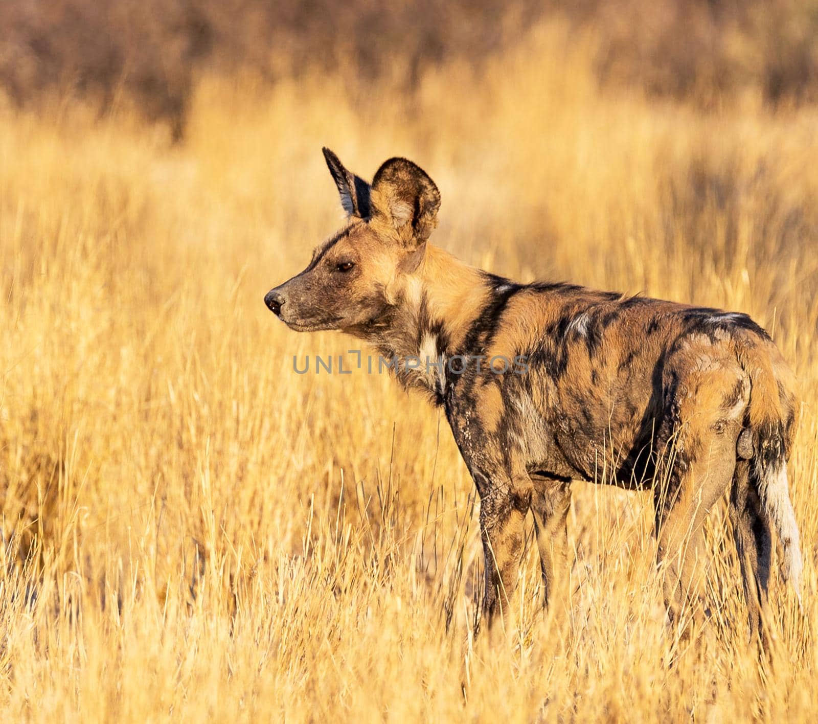 Magical  places in Kalahari wildlife  Pictures