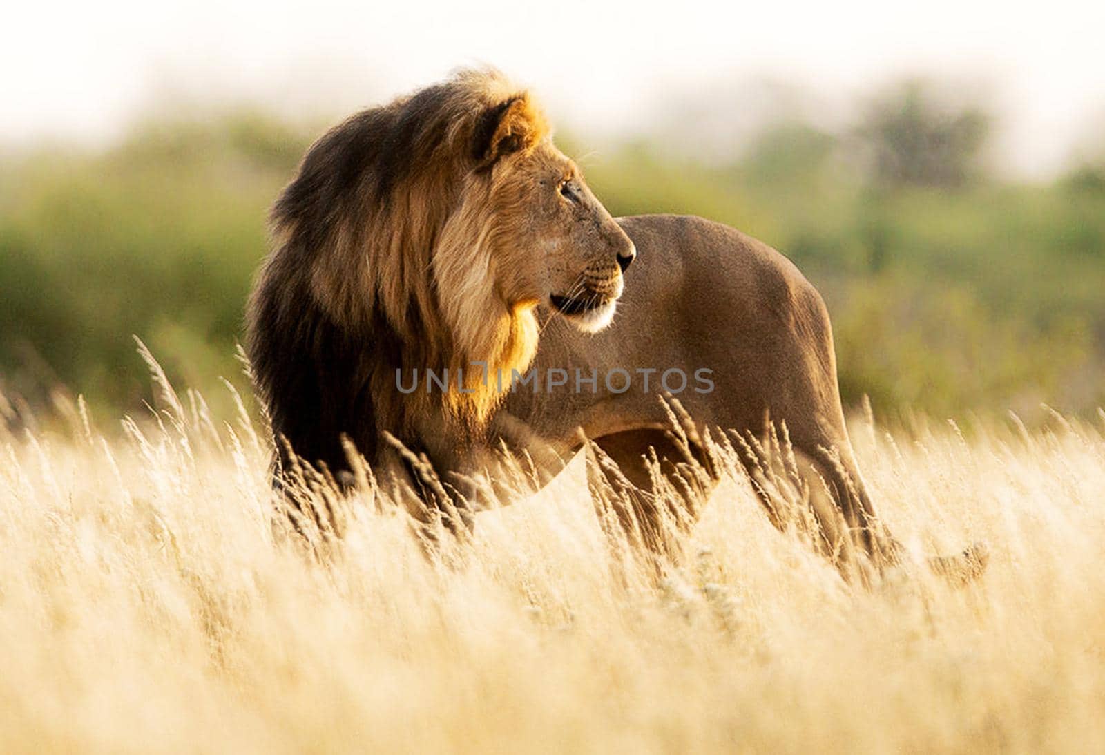 Magical  places in Kalahari wildlife  Pictures