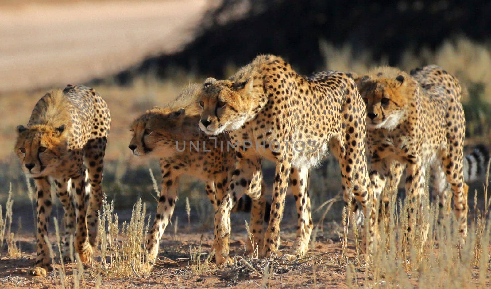 Magical  places in Kalahari wildlife  Pictures