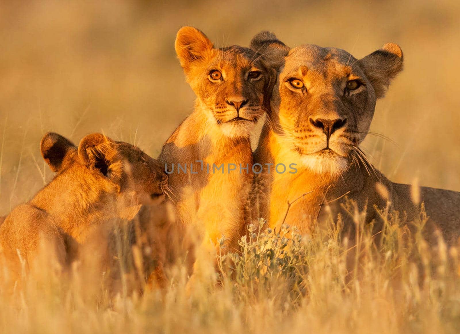 Magical  places in Kalahari wildlife  Pictures