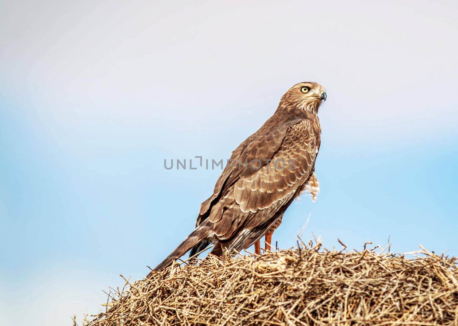 Magical  places in Kalahari wildlife  Pictures