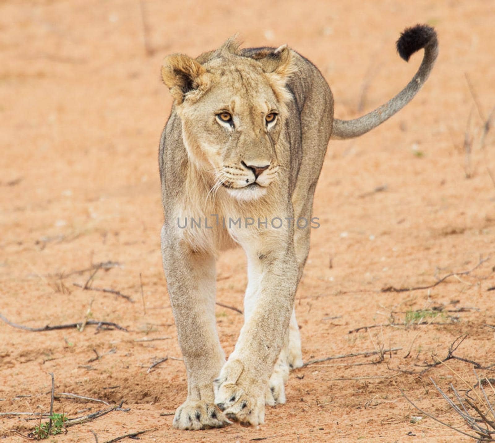 Beautiful  places in  Kalahari wildlife  Pictures