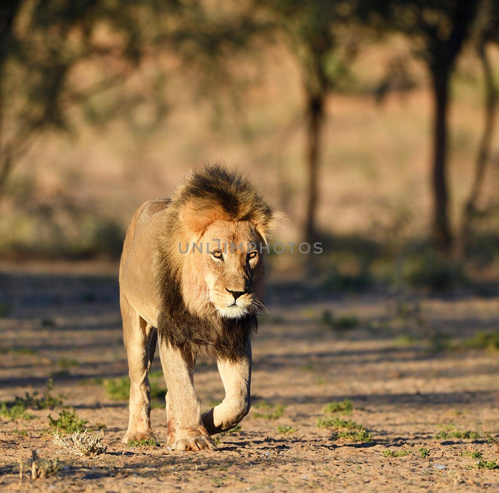 Beautiful  places in  Kalahari wildlife  Pictures