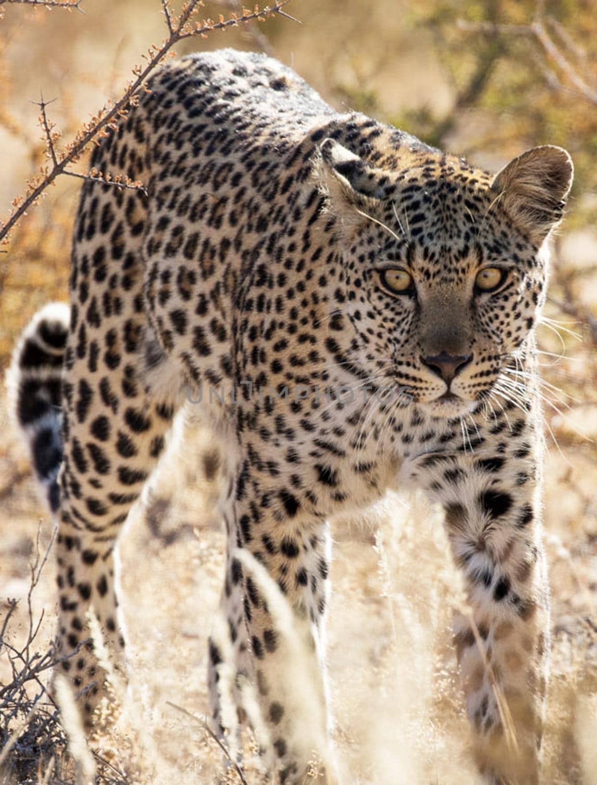 Beautiful  places in  Kalahari wildlife  Pictures