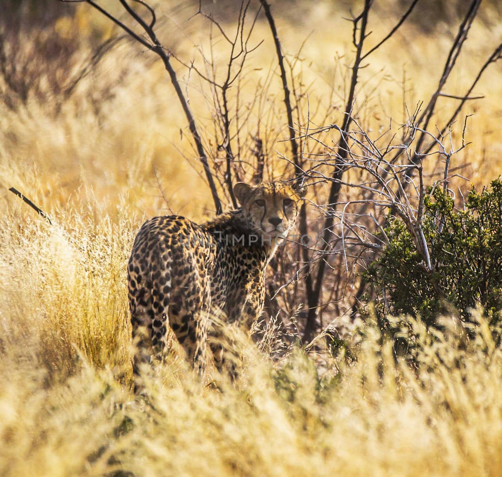 Beautiful  places in  Kalahari wildlife  Pictures