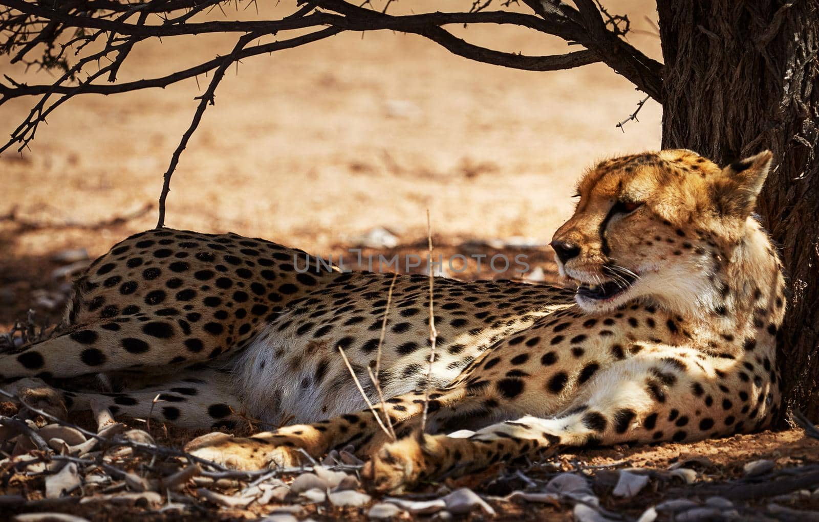 Beautiful  places in  Kalahari wildlife  Pictures