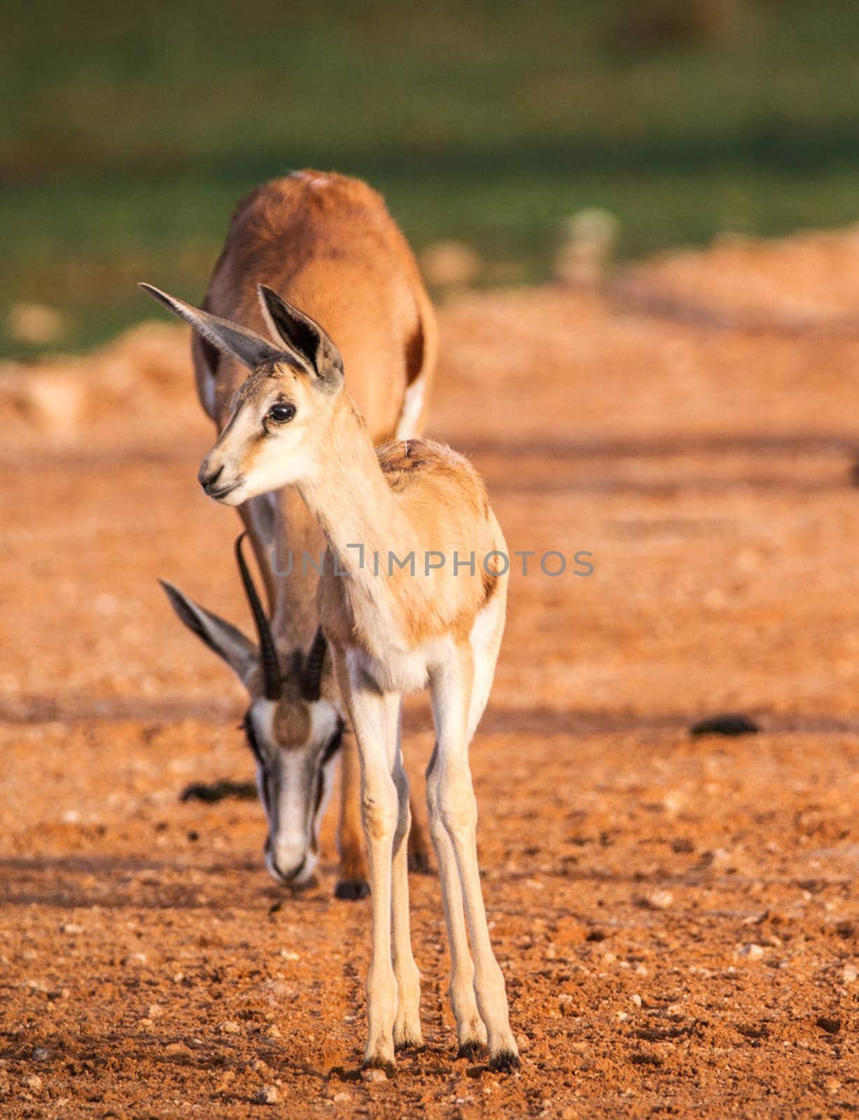 Beautiful  places in  Kalahari wildlife  Pictures