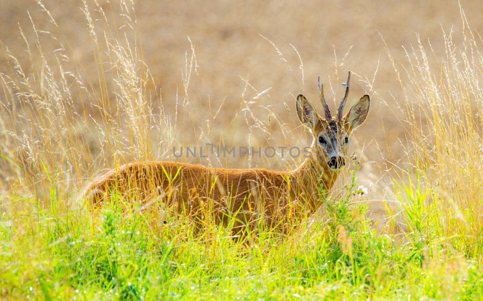 Beautiful  places in  Kalahari wildlife  Pictures