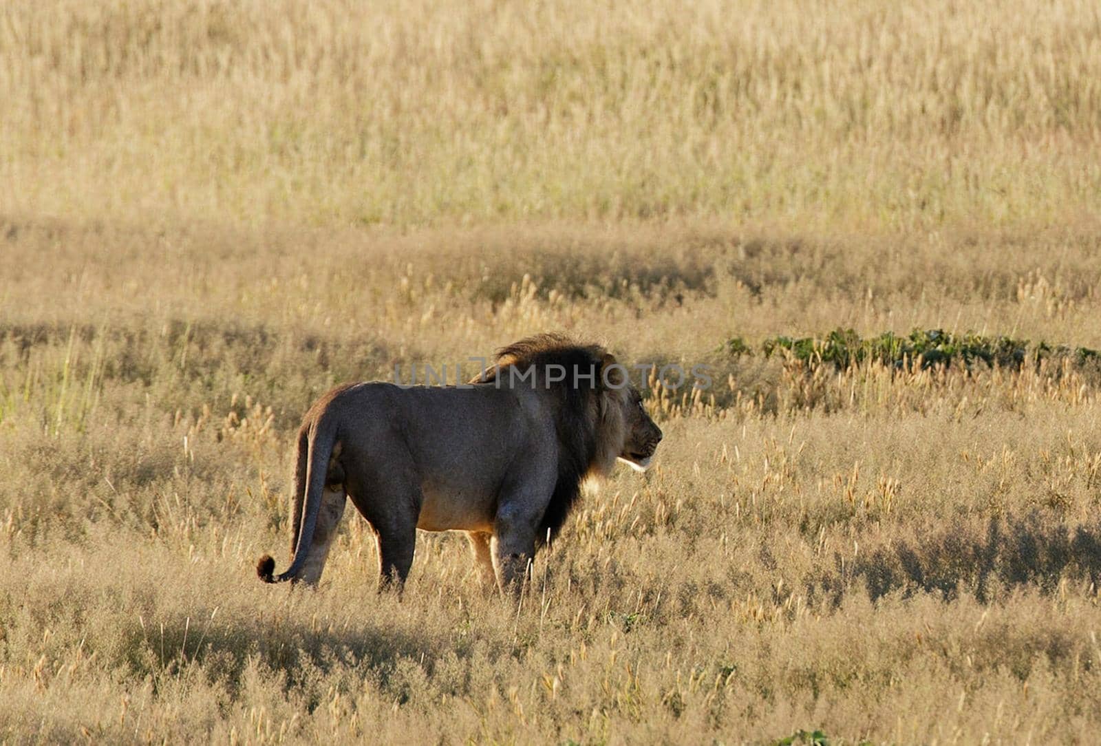 Beautiful  places in  Kalahari wildlife  Pictures