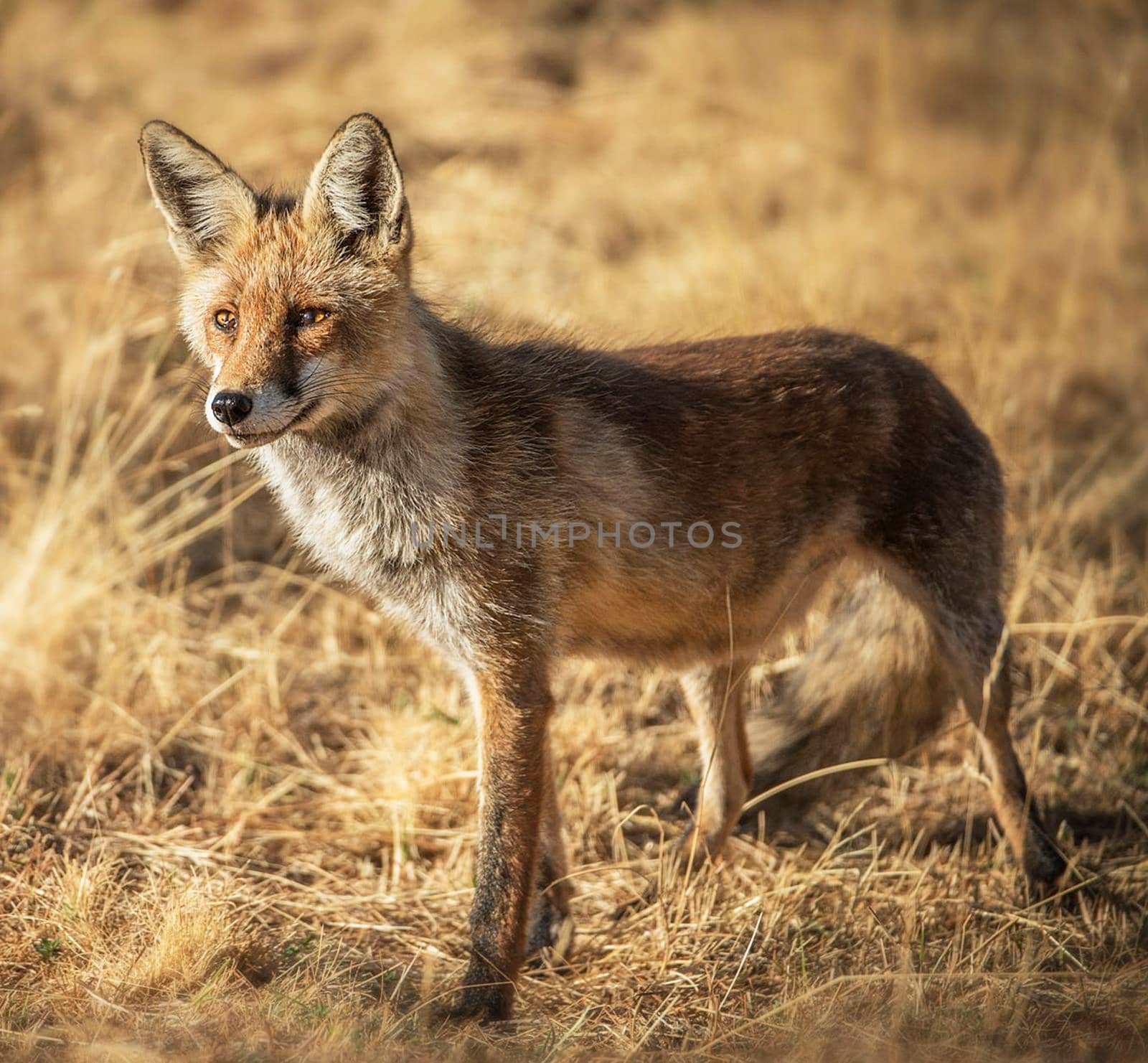 Beautiful  places in  Kalahari wildlife  Pictures