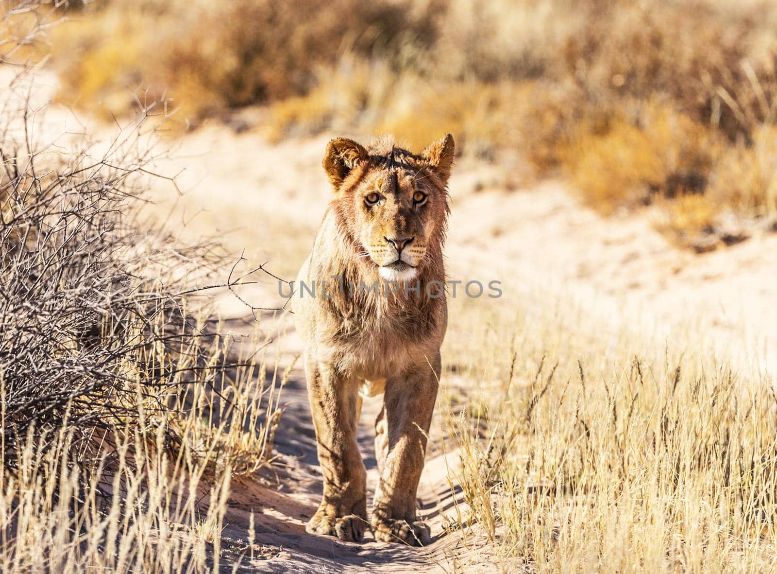 Beautiful  places in  Kalahari wildlife  Pictures