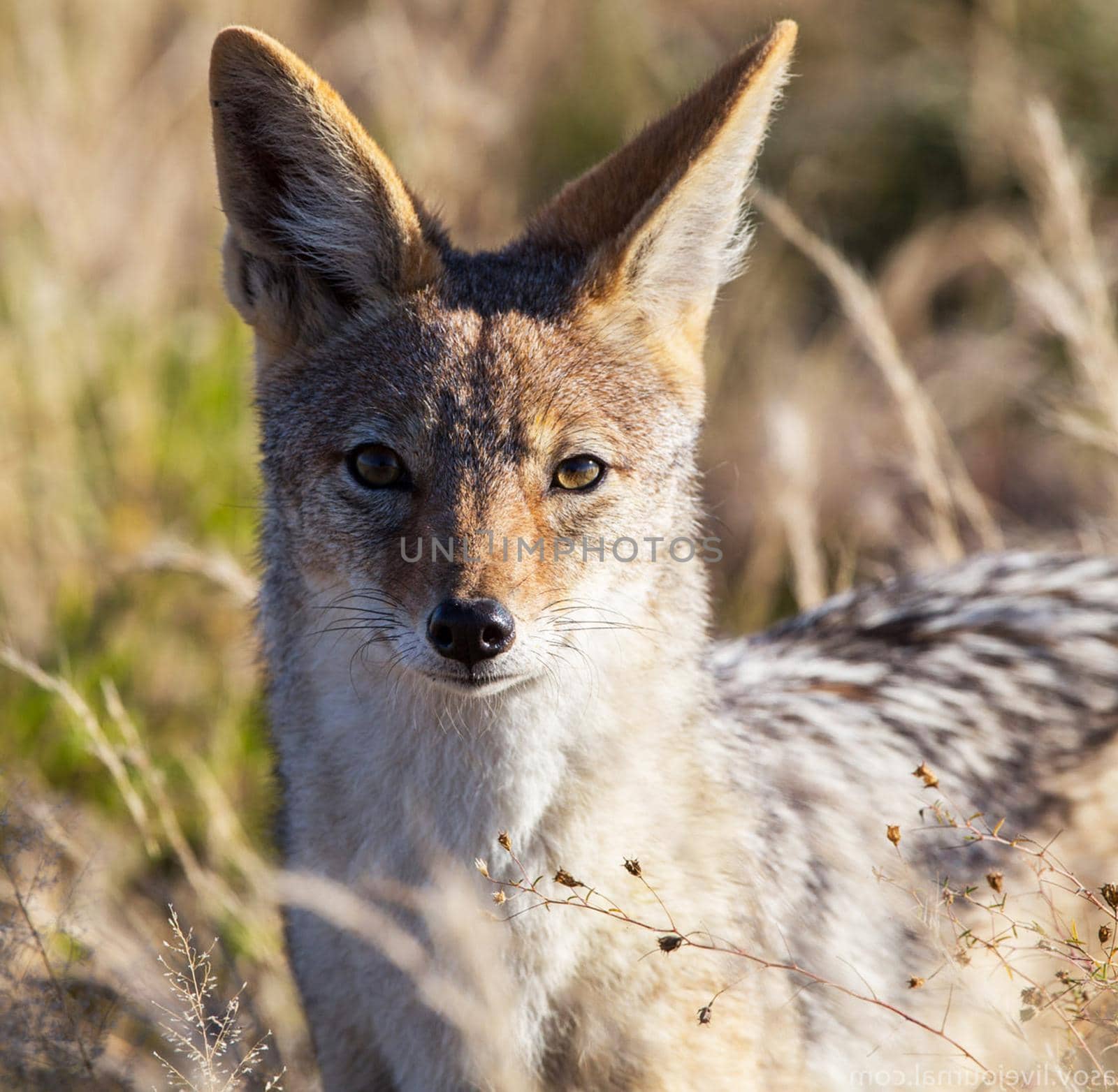 Beautiful  places in  Kalahari wildlife  Pictures