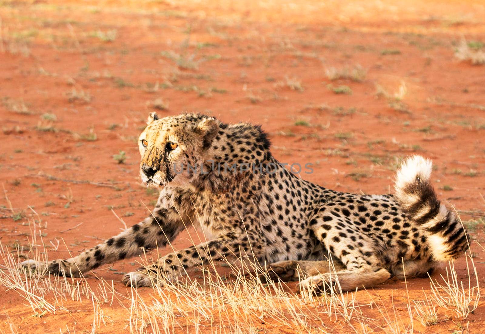 Beautiful pictures of Kalahari wildlife  Pictures