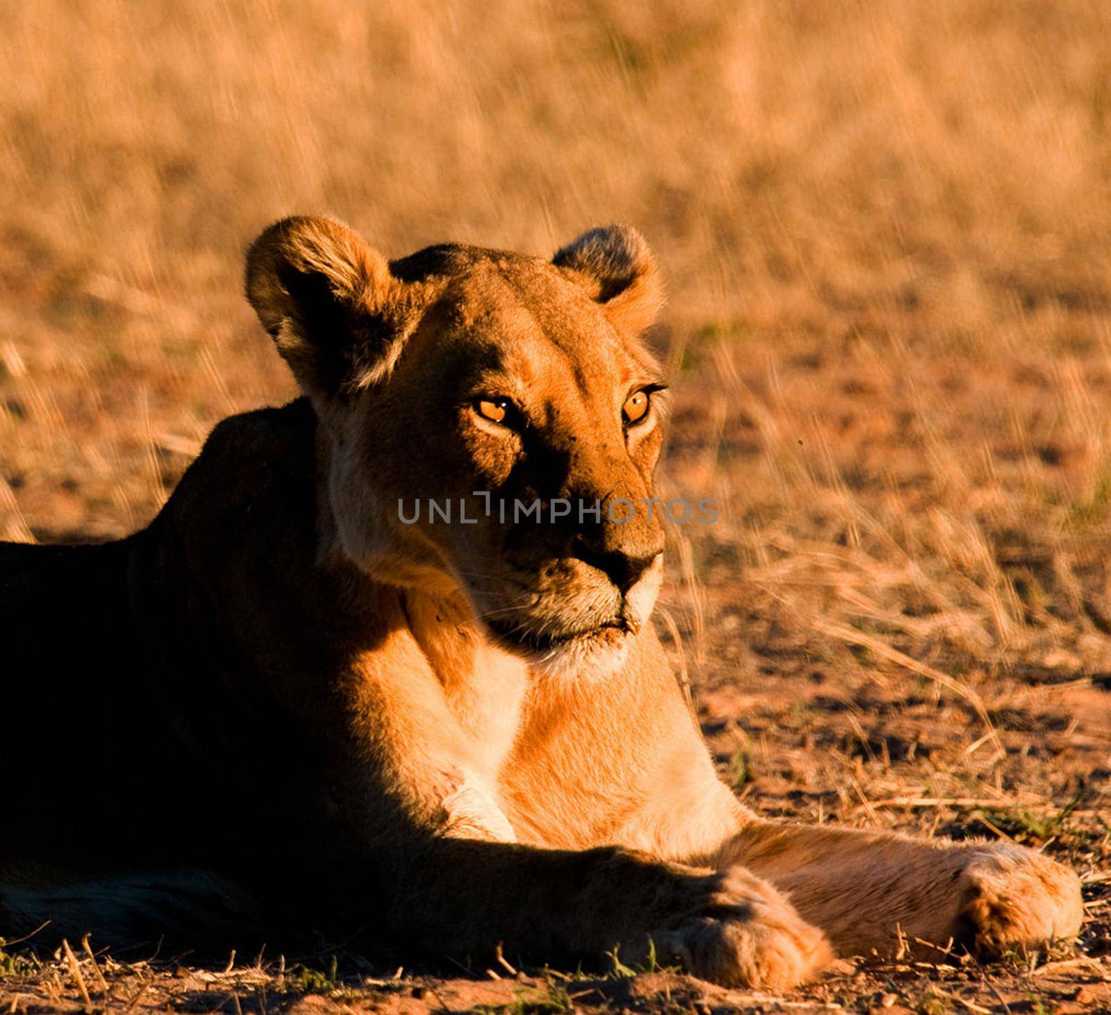 Beautiful pictures of Kalahari wildlife  Pictures