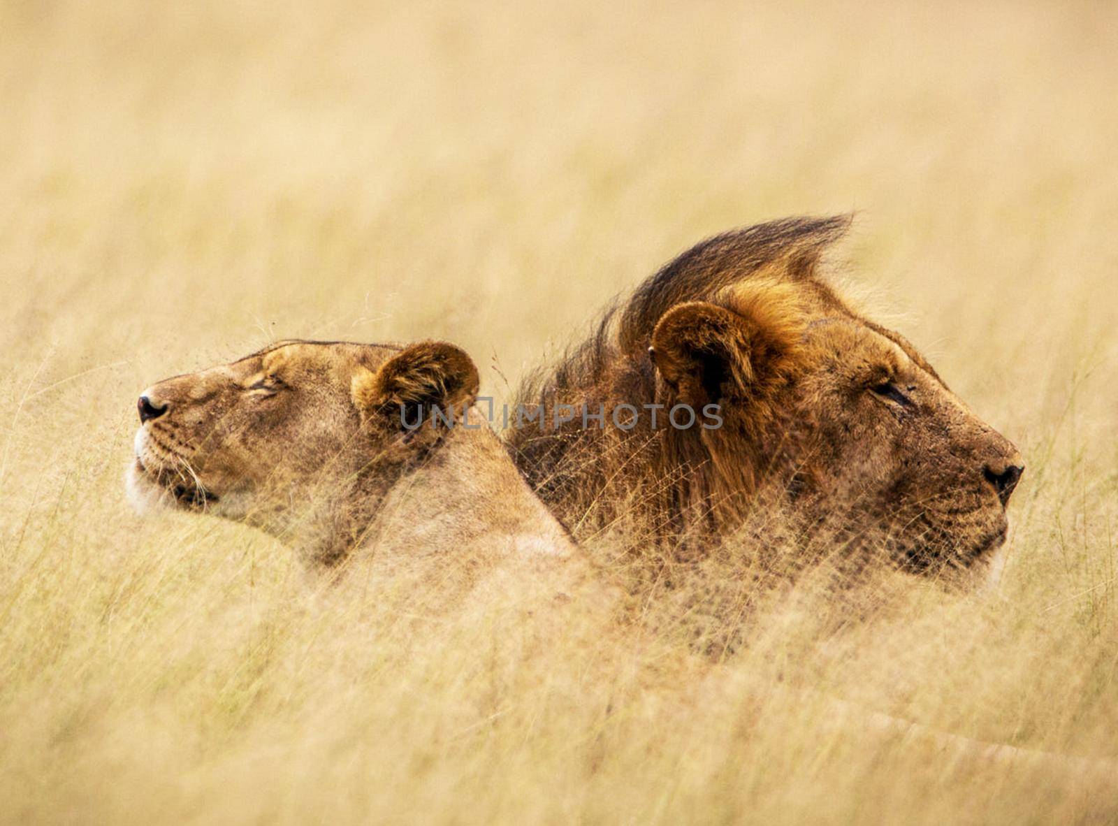 Beautiful pictures of Kalahari wildlife  Pictures