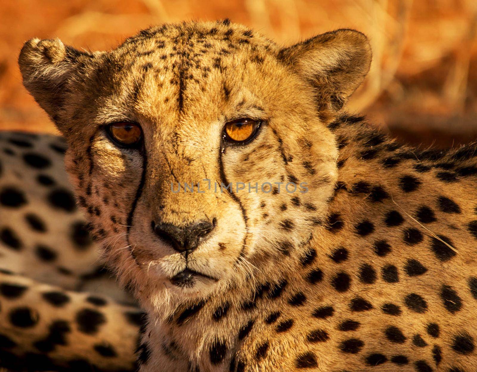 Beautiful pictures of Kalahari wildlife  Pictures