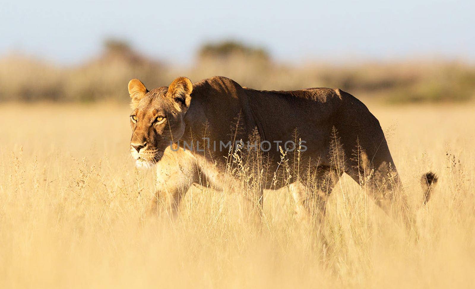 Beautiful pictures of Kalahari wildlife  Pictures