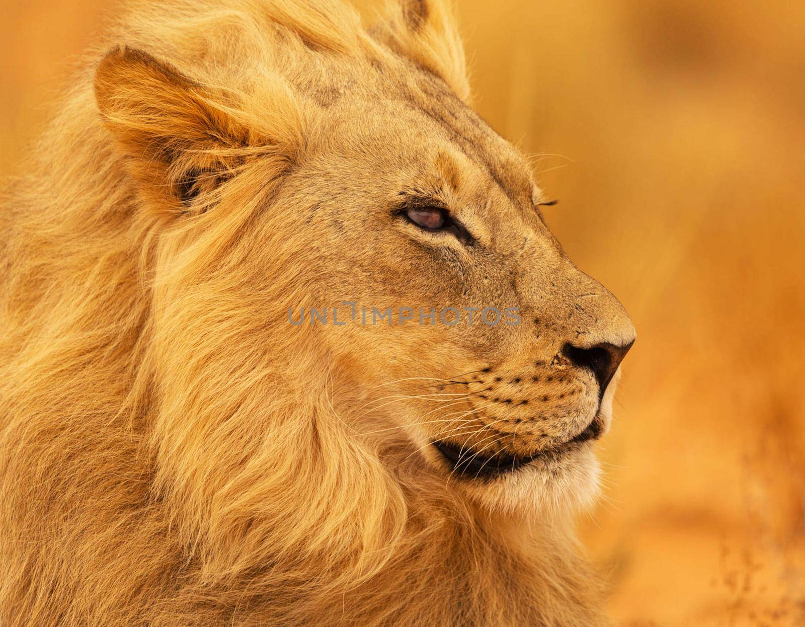 Beautiful pictures of Kalahari wildlife  Pictures