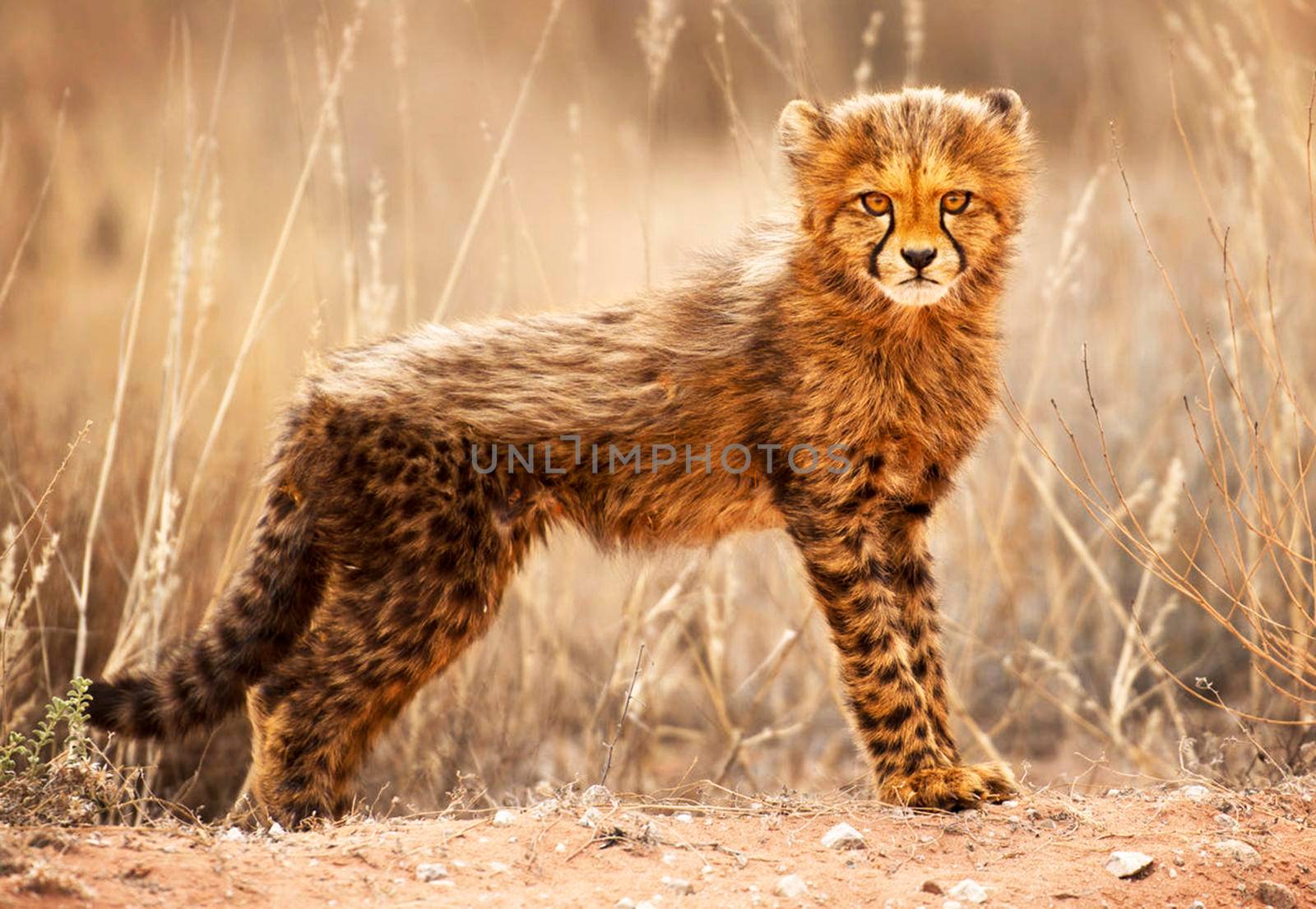 Beautiful pictures of Kalahari wildlife  Pictures