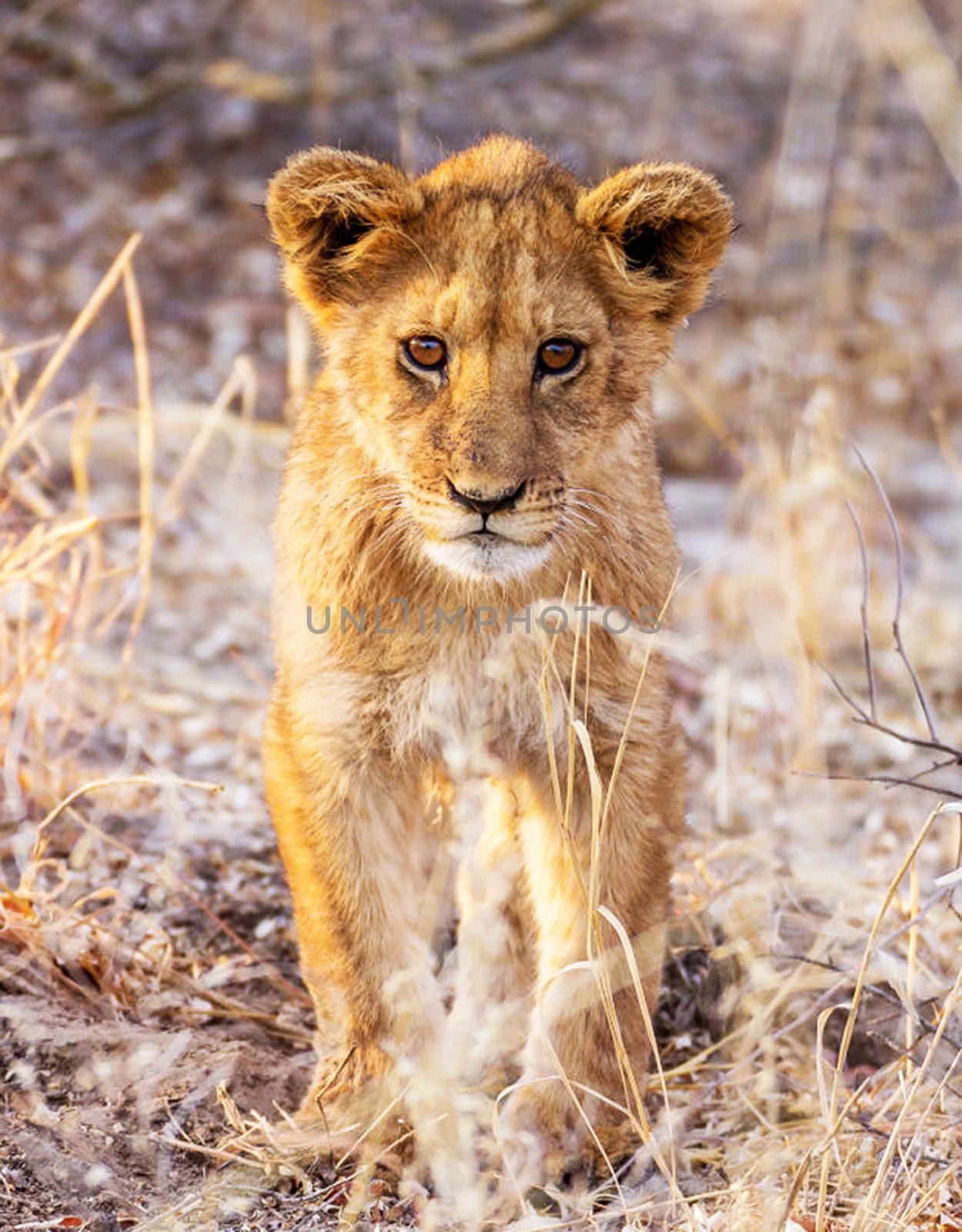Beautiful pictures of Kalahari wildlife  Pictures