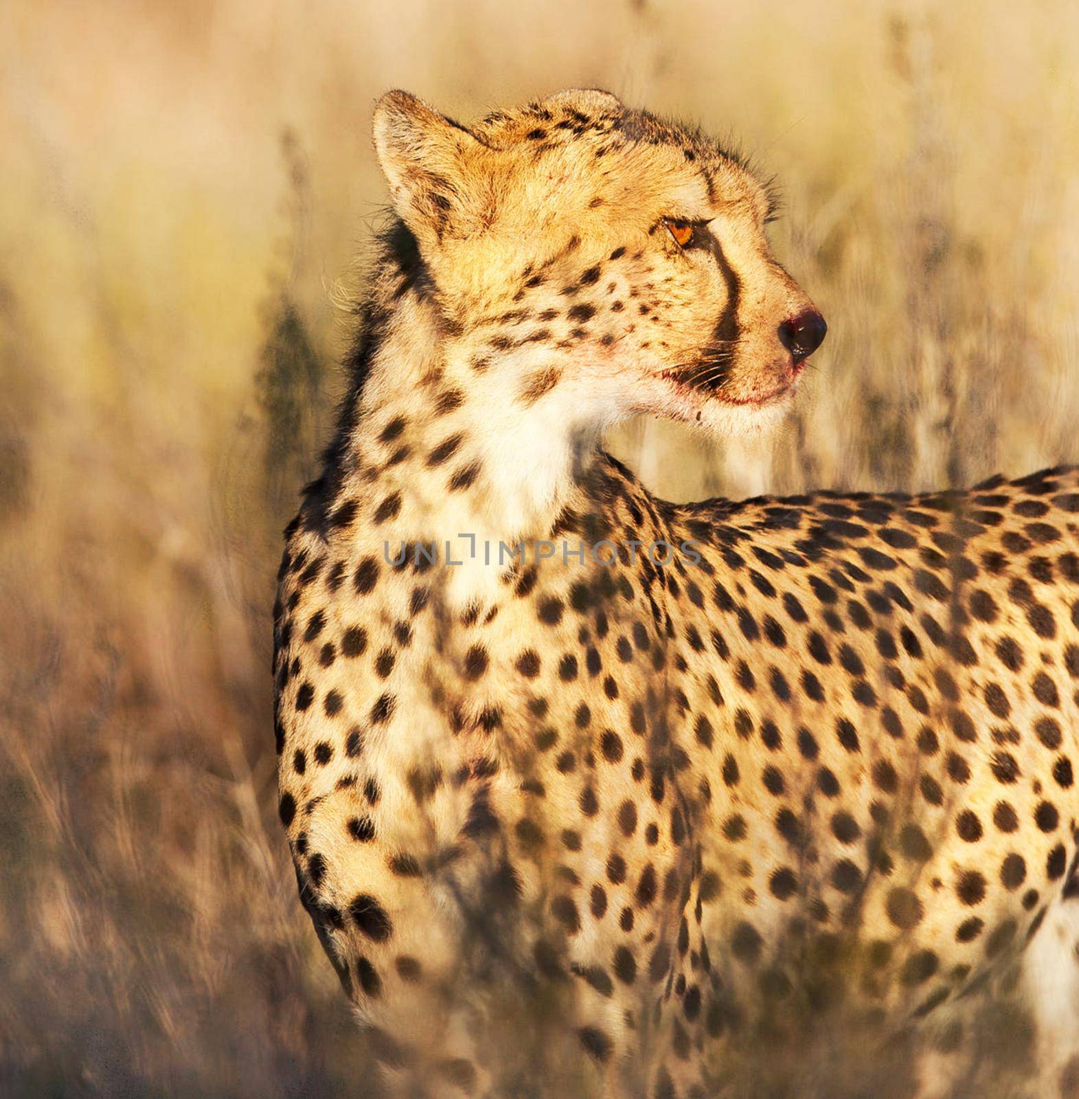 Beautiful pictures of Kalahari wildlife  Pictures