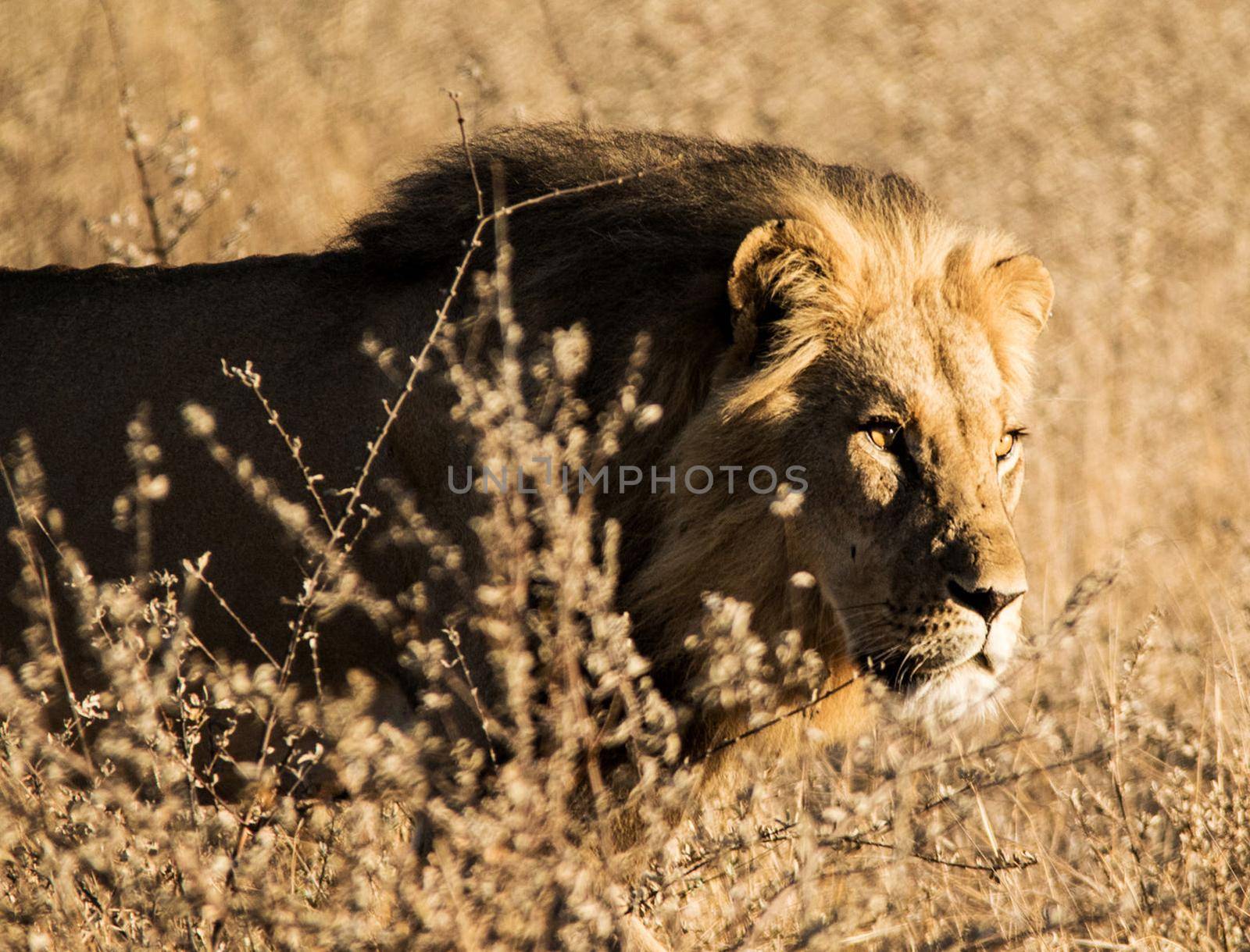 Beautiful pictures of Kalahari wildlife  Pictures