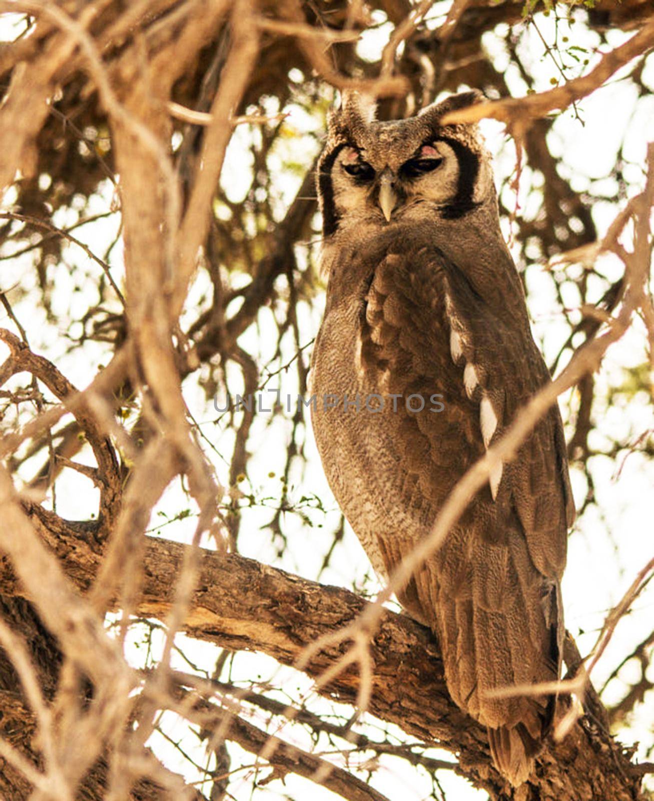 Beautiful pictures of Kalahari wildlife  Pictures