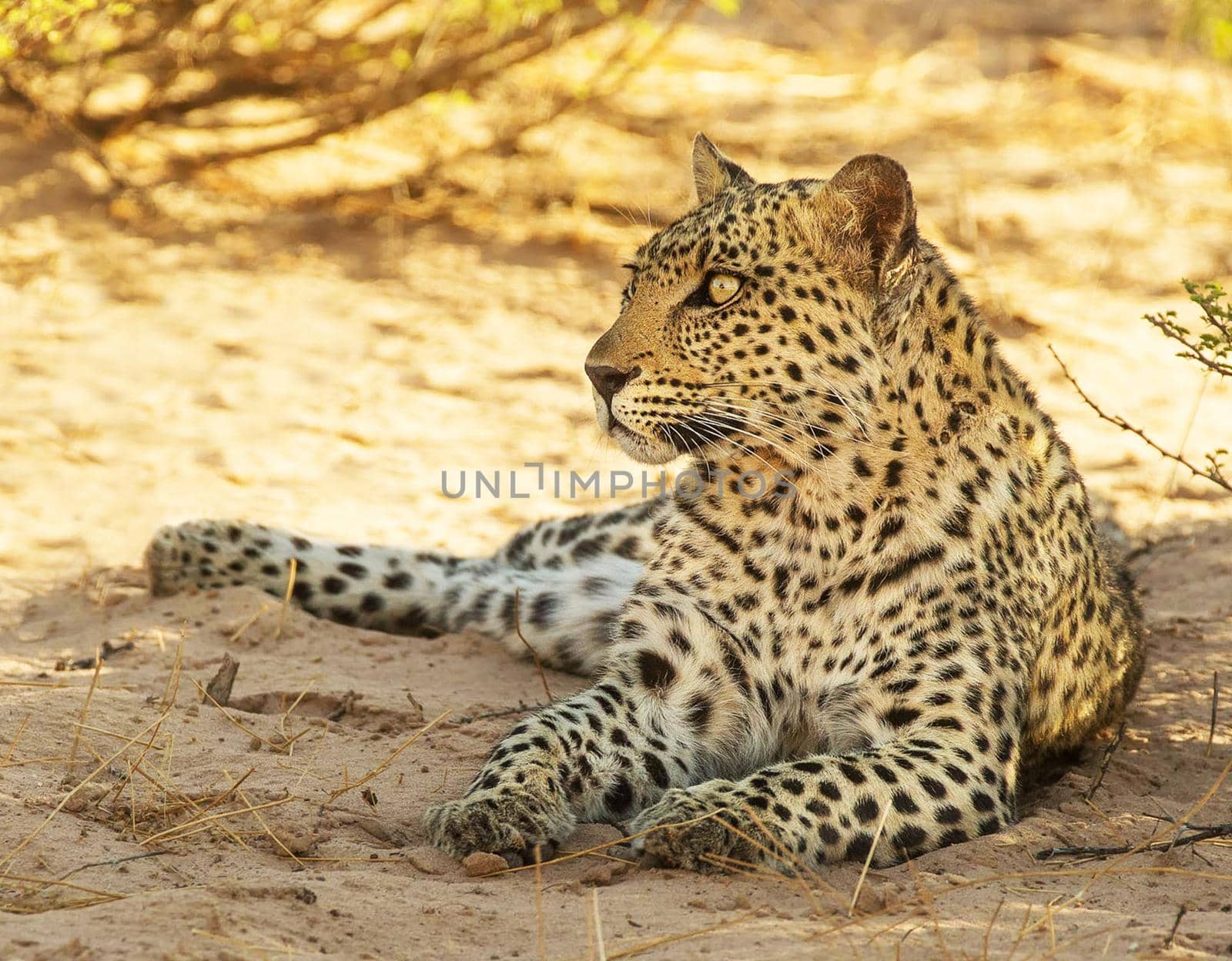 Kalahari wildlife  Pictures