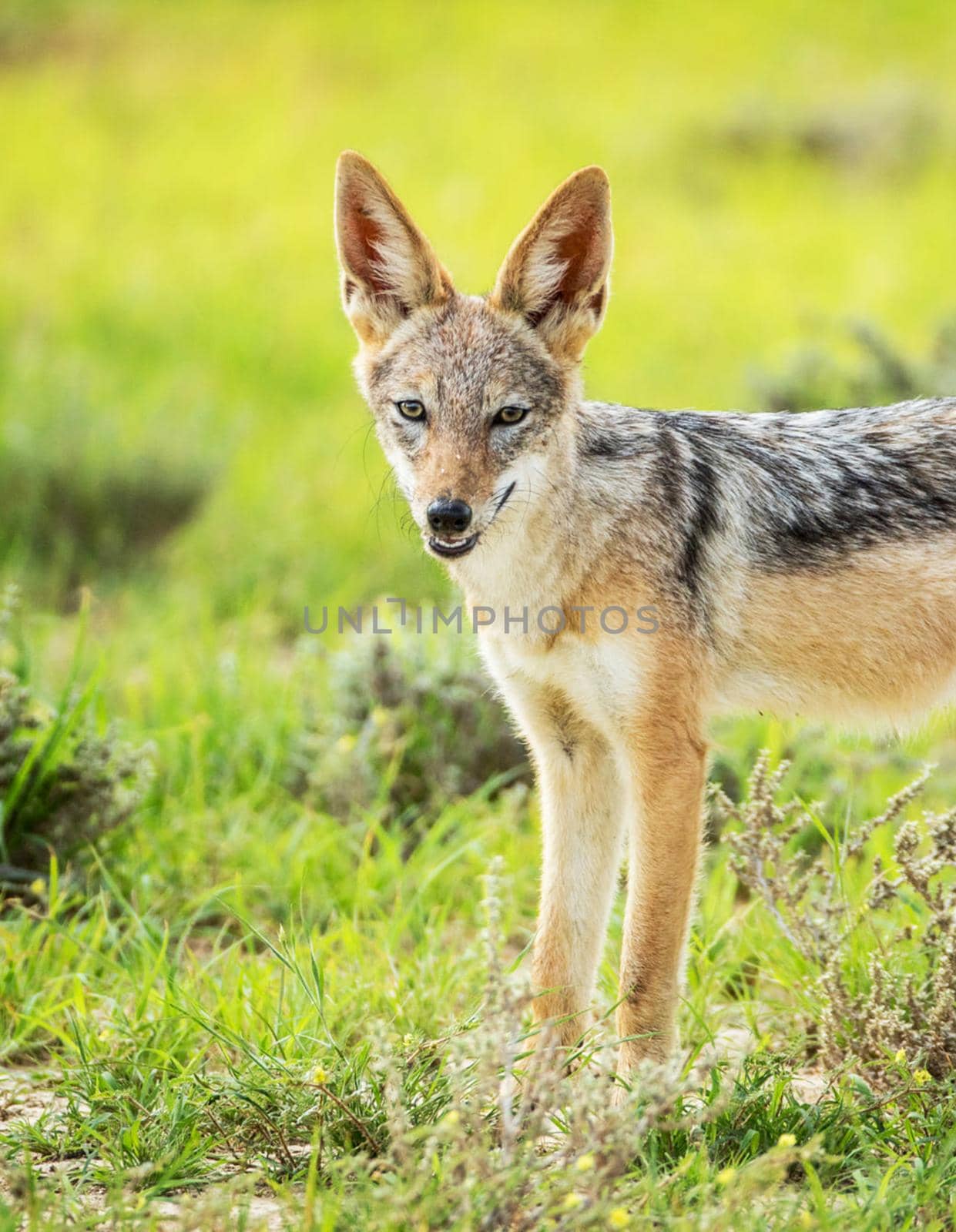 Kalahari wildlife  Pictures