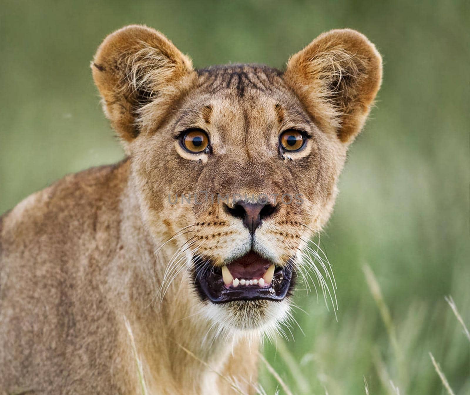 Kalahari wildlife  Pictures