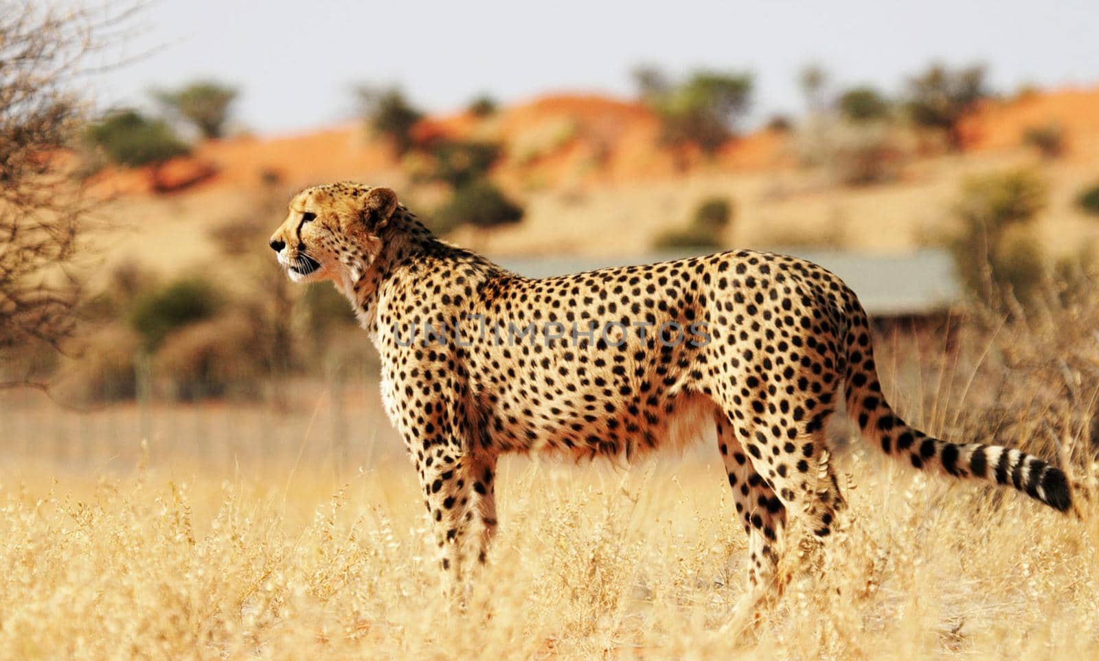 Kalahari wildlife  Pictures