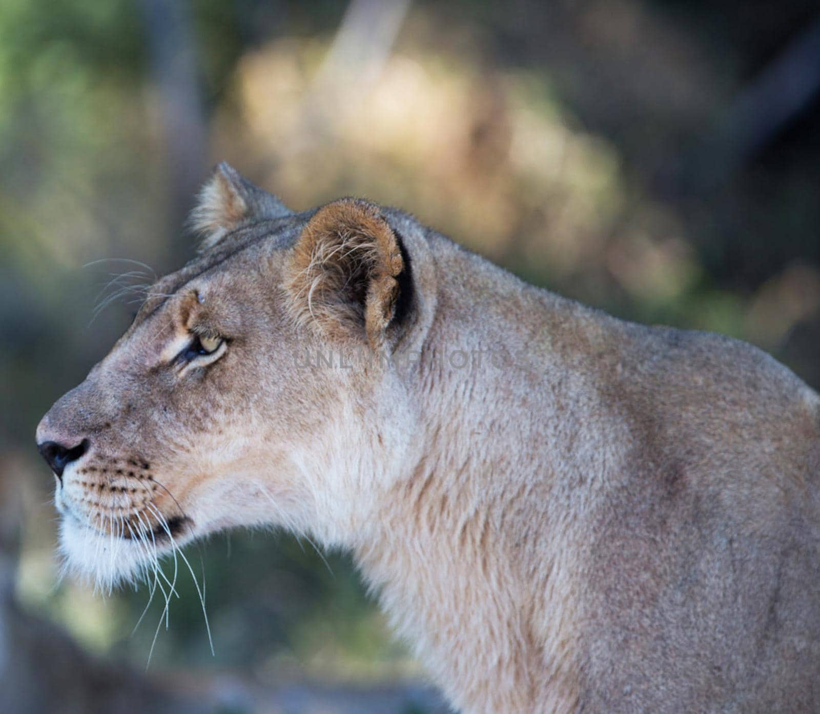 Kalahari wildlife  Pictures