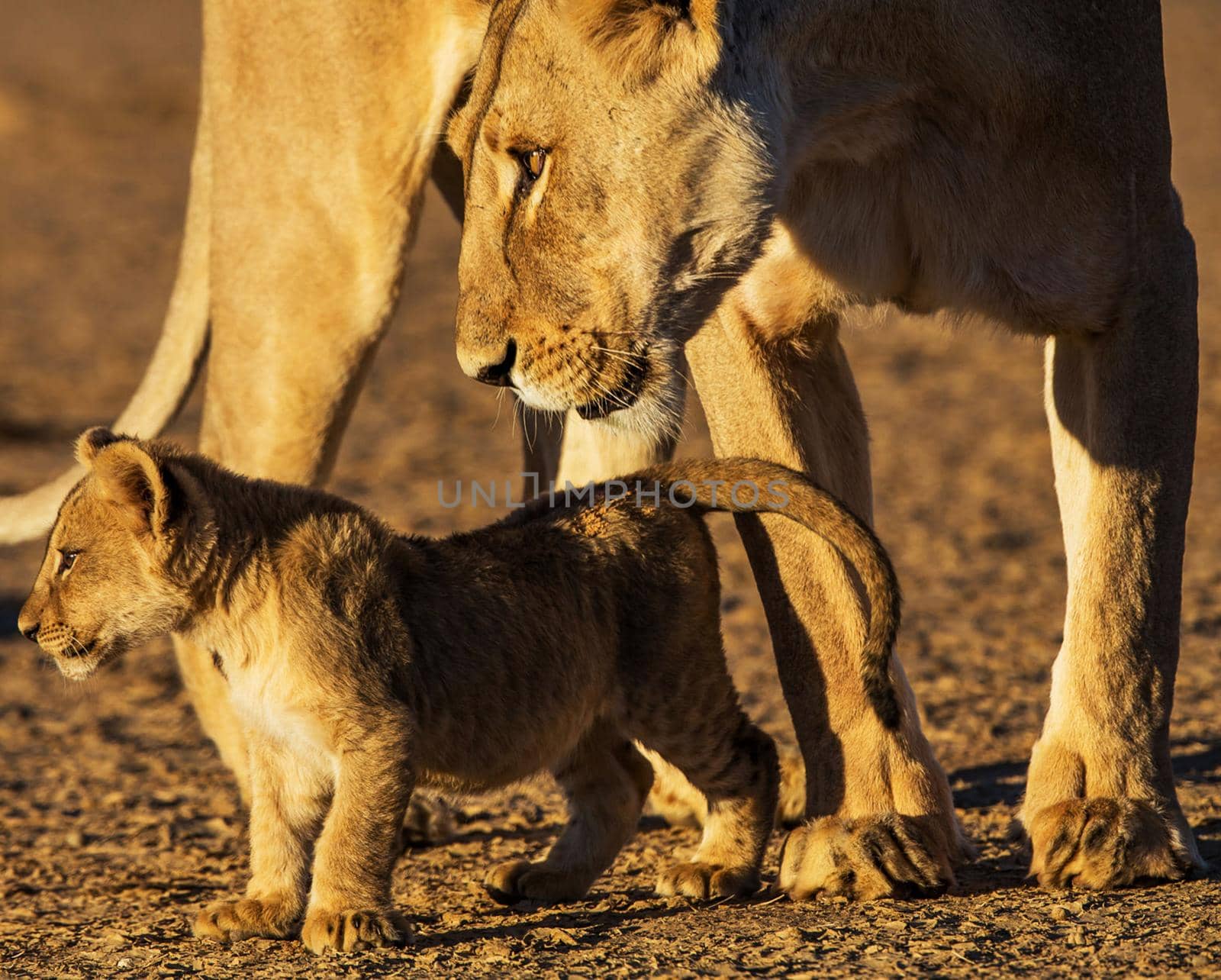 Kalahari wildlife  Pictures