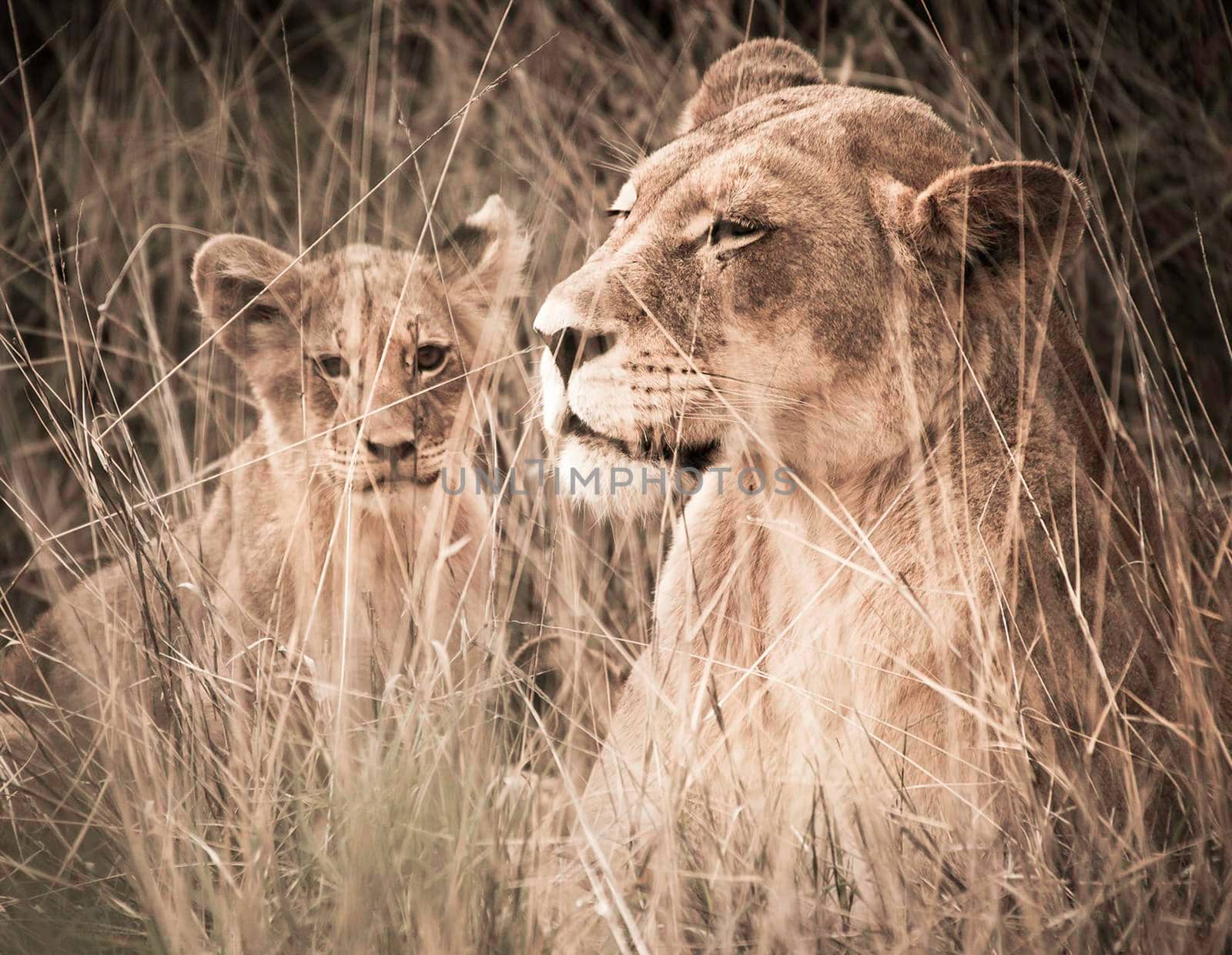 Kalahari wildlife  Pictures