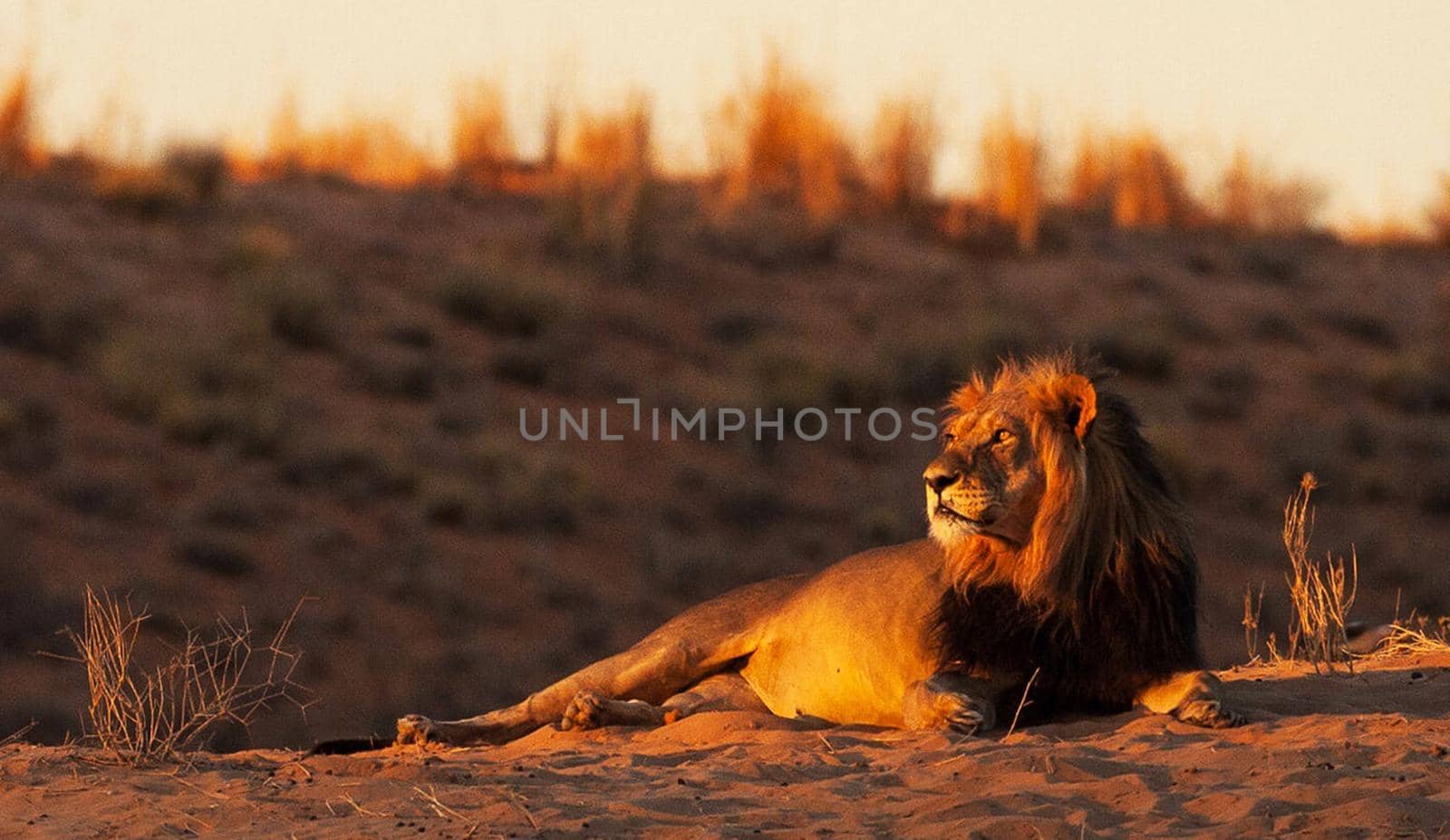 Kalahari wildlife  Pictures