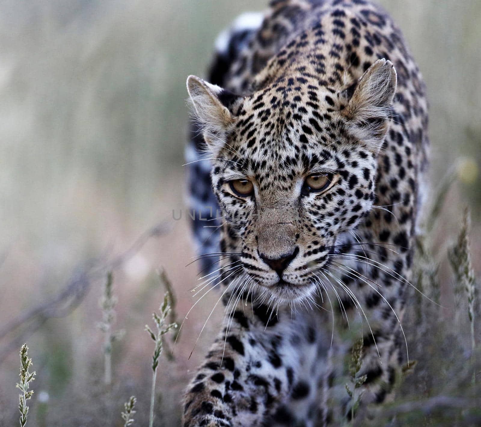 Kalahari wildlife  Pictures